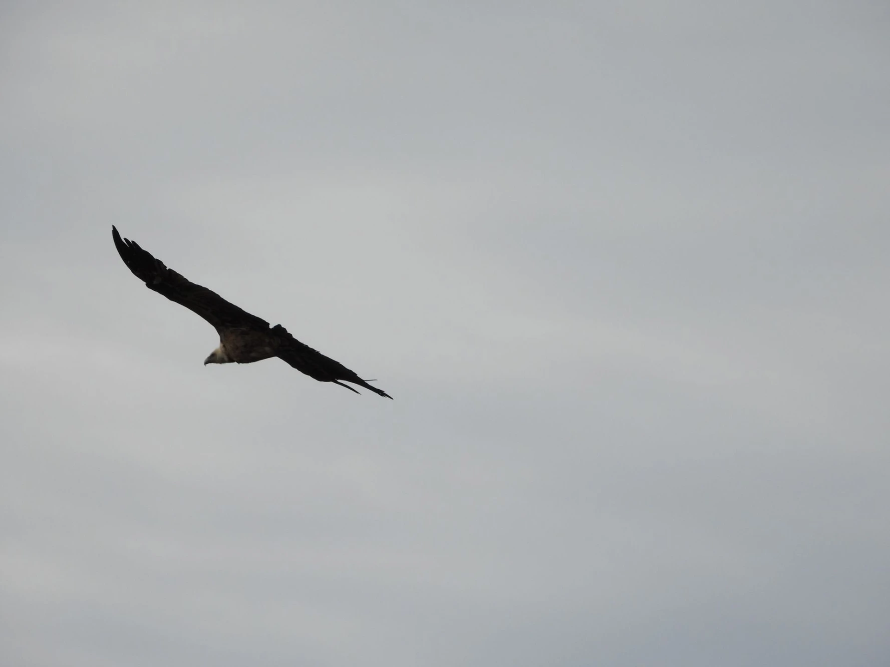 vautour